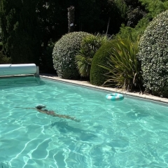 img Grande piscine L10x5xP1,60 Mètres